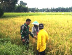 Lakukan Monitoring Babinsa Daha Selatan Sambangi Petani Diwilayah Binaan