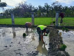 Babinsa Posramil 06 Bubon Terjun Ke Sawah Ikut Tanam Padi