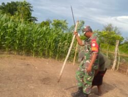 Manfaatkan Lahan Kosong, Babinsa Koramil 03/Setia Bakti Bantu Warga Menanam Jagung