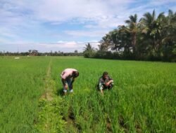Tingkatkan ketahanan Pangan, Babinsa Koramil 03 Kaway XVI bersama warga pantau perkembangan padi