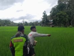 Serda Yusfendi Bantu Petani Tabur Pupuk Padi, Sukseskan Program Pemerintah