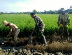 Turun Kesawah Babinsa Telaga Langsat, Lakukan Pendampingan Kepada Petani Sukseskan Ketahanan Pangan