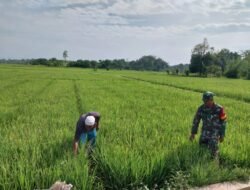 Babinsa Bantu Warga Memelihara Tanaman Padi