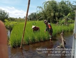 Babinsa Koramil 01/Nakumpai Bantu Petani Bakumpai: Meningkatkan Produktivitas Pertanian dan Kesejahteraan Masyarakat