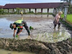 Tidak Pernah Merasa Lelah Babinsa Posramil 06/Bubon Untuk Selalu Membantu Warga Tanam Padi Di Sawah