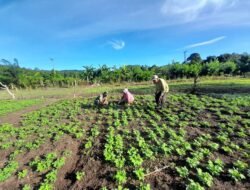 Tingkatkan Ekonomi Warga, Babinsa Setia Bakti Bantu Warga Bersihkan Tanaman Kacang