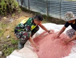 Babinsa Koramil 09/Samatiga Sertu Puguh Purnomo Melaksanakan Kegiatan Pendampingan Pok Tani Pemupukan Padi di Desa Pinem, Kec. Samatiga