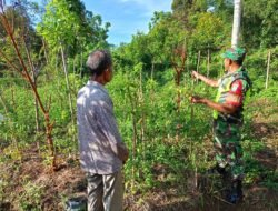 Kunjungi Kebun Warga Binaan, Babinsa Jaya Komsos Akrab Dengan Petani Tomat