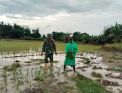 Pendampingan Hanpangan Padi: Babinsa Koramil Piani Bantu Petani di Lokpaikat
