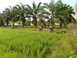 Babinsa Posramil 06/Bubon Bantu Petani Turun Ke sawah Membersihkan Rumput