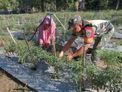Babinsa Koramil 0105-10/Woyla Barat Bantu Petani Panen Cabe