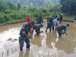 Perkuat Ketahanan Pangan, Babinsa Koramil 1509-02/Obi Bantu Kelompok Tani Petani Tanam Padi