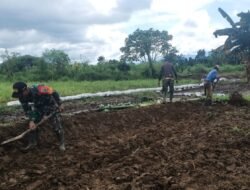 Babinsa Warmare Dukung Perluasan Area Tanam Pertanian Di Wilayah Binaannya