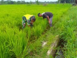 Babinsa Koramil 0105-10/Woyla Barat, kopka Roni Gunawan Turun kesawah pembersihan Gulma