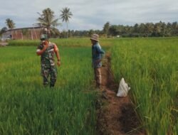 Peran Aktif Babinsa Koramil Teunom Dampingi Petani Pantau Perkembangan Tanaman Padi