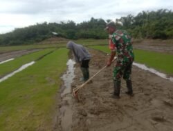 Terjun Langsung Ke Sawah, Babinsa Koramil Setia Bakti Bantu Pembuatan Tempat Menyemai Bibit Padi