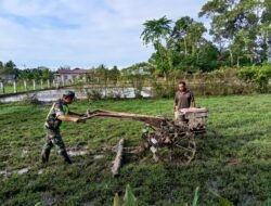 Sertu Endi Suhendi Babinsa Posramil 06 Bubon Membantu Bajak Sawah Milik Warga Binaan