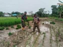 Babinsa Koramil 1010-07/Piani Dukung Ketahanan Pangan di Tapin