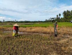 Jaga Tanaman Tetap Tumbuh Babinsa Teunom Bantu Petani Sisip Bibit Padi Yang Mati