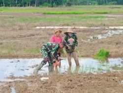 Babinsa Koramil Batumandi Dukung Ketahanan Pangan dengan Menanam Padi