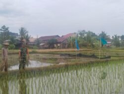 Turun Langsung Ke Sawah, Babinsa Setia Bakti Dampingi Petani Mengecek Pertumbuhan Padi