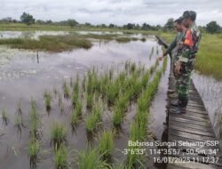 TNI Peduli: Babinsa Koramil 1005-06/Belawang Lakukan Pendampingan Oplah dan Pompanisasi di Barito Kuala