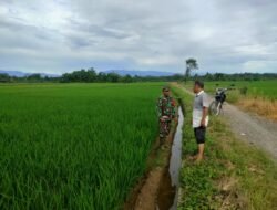Dengan Melakukan Pendampingan Babinsa Terjun Langsung Ke Lokasi untuk Mengecek Pertumbuhan Tanaman Petani