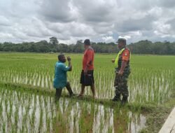 Babinsa Koramil 0105-10 Woyla Barat Koptu Edwar Isda Hariyanto pengecekan pertumbuhan padi dengan Pok tani