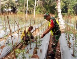 Babinsa Koramil 09/Samatiga Sertu Puguh Purnomo Ikut Membersihkan Gulma di Kebun Cabai