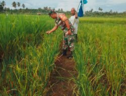 Turun Langsung Ke Sawah, Babinsa Teunom Bantu Petani Usir Hama Burung