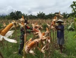 Dukung Ketahanan Pangan, Babinsa Masni Bantu Petani Panen Jagung