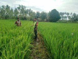 Babinsa Koramil 09/Samatiga Kopda Hendrawan Bersama Petani Cek Kondisi Padi di Desa Suak Seuke, Kecamatan Samatiga