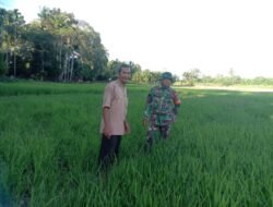 Babinsa Teunom Dampingi Petani Pantau Perkembangan Tanaman Padi