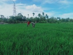 Kuatkan Ketahanan Pangan, Babinsa Koramil 04/Meureubo Dampingi Petani Memonitoring Perkembangan Tanaman Padi