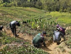 Yonif 614/Raja Pandhita Berkontribusi pada Ketahanan Pangan Masyarakat Papua Pegunungan