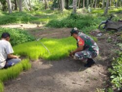 Persiapan Masa Tanam, Babinsa Koramil 06/Teunom Bantu Petani Cabut Bibit Padi