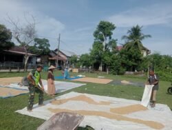 Sambangi Desa Binaan, Babinsa Bantu Warga Menjemur Padi