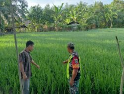Babinsa Koramil 0105-10/Woyla Barat Serda Kurniadi Bersama Poktan Pengecekan Tanaman Padi di Desa Binaan