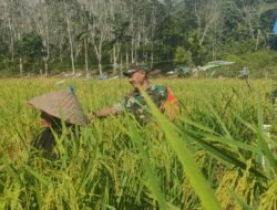 Sukseskan Ketahanan Pangan, Babinsa Sampoiniet Bantu Petani Panen Padi