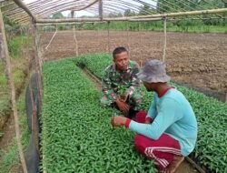 Babinsa dan Pok Tani Melaksanakan Pengecekan Bibit Pala Wija