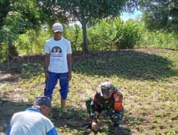 Babinsa Bantu Warga Membersihkan Gulma Pada Tanaman Kacang Tanah