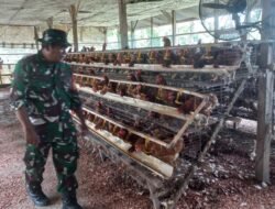 Dukung Ketahanan Pangan Nasional, Babinsa Koramil 1801-01/Manokwari Lakukan Pendampingian Peternak Ayam Petelur