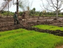 Tingkatkan Hasil Panen, Babinsa Kuala Kencana Gelar Komsos Sembari Motivasi Para Petani Binaan