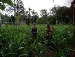 Bantu Warga Agar Hasil Panen Meningkat, Babinsa Dampingi Petani Meninjau Pertumbuhan Jagung