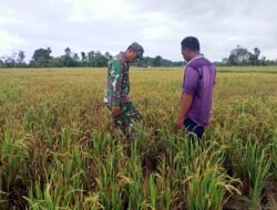 Babinsa Bersama Ketua Poktani Mengecek Perkembangan Pertumbuhan Padi