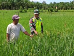 Pantau Perkembangan Padi Babinsa Koramil 02/Woyla, Turun ke Sawah Cek perkembangan Tanaman Padi