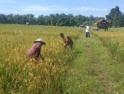 Dampingi Program Ketahanan Pangan, Babinsa Bantu Petani Panen Padi Di Desa Binaan