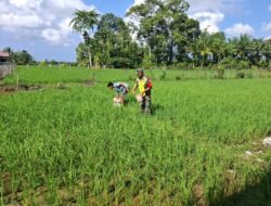 Babinsa Posramil 06 Bubon Terjun Kesawah Dampingi Kegiatan Hanpangan Petani Memupuk Padi