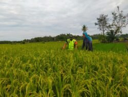 Babinsa Koramil 0105 -10/Woyla Barat Serda Hendri Melakukan Kunjungan ke Sawah Ninjau Padi Sudah Keluar Padi