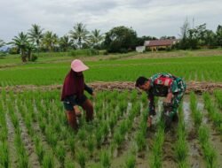 Wujud Kepedulian dengan Ketahanan Pangan, Babinsa Warmare Bantu Petani Tanam Bibit Padi